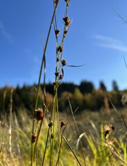 Rhynchospora capitellata