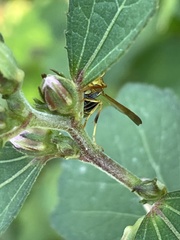 Mischocyttarus mexicanus cubicola