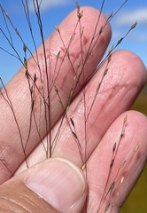 Panicum flexile
