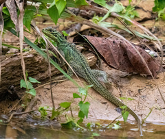 Hydrosaurus pustulatus