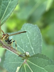 Mischocyttarus mexicanus cubicola