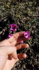 Modiolastrum gilliesii