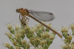 Argia moesta