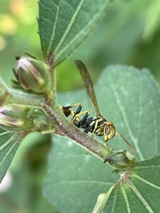 Mischocyttarus mexicanus cubicola