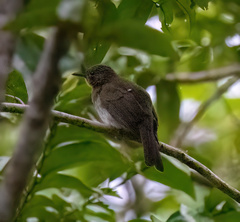 Hypsipetes guimarasensis