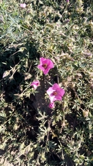 Modiolastrum gilliesii