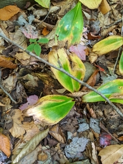 Clintonia