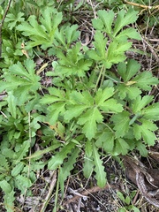 Trachymene composita