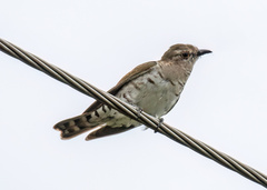 Chrysococcyx minutillus