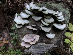 Trichaptum abietinum