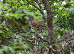 Toxostoma longirostre