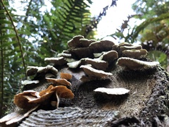 Trichaptum abietinum