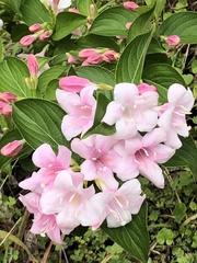 Weigela