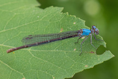 Argia moesta