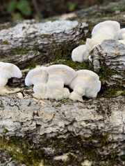 Gloeoporus dichrous
