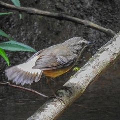 Myiothlypis fulvicauda