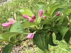 Weigela