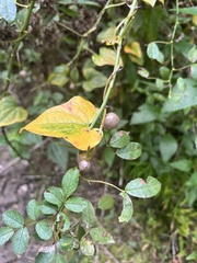 Dioscorea polystachya