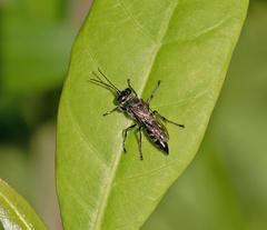 Crabroninae