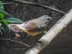 Myiothlypis fulvicauda