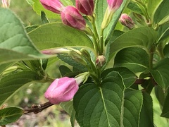 Weigela