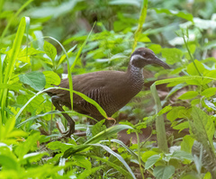 Gallirallus torquatus