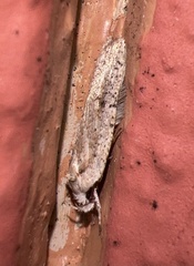 Agonopterix nervosa