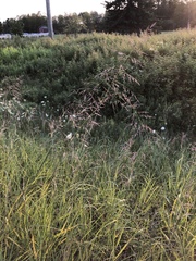 Sporobolus rigidus magnus