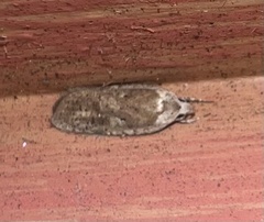Agonopterix nervosa