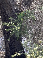 Glossopsitta concinna