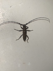 Elaphidion mucronatum