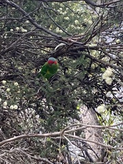 Glossopsitta concinna