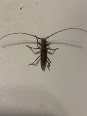 Elaphidion mucronatum