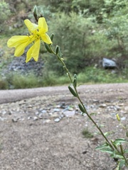 Oenothera elata