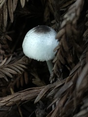 Lepiota atrodisca