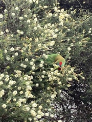 Glossopsitta concinna