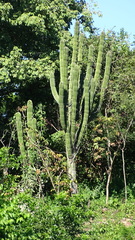 Pachycereus pecten-aboriginum