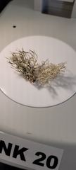 Ramalina farinacea