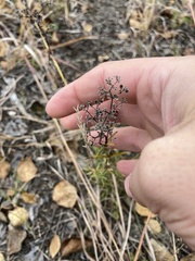 Galium boreale