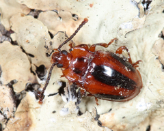 Aphorista vittata
