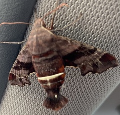 Amphion floridensis