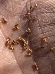 Rhynchospora capitellata