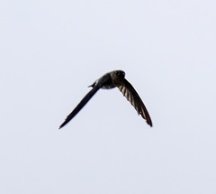 Collocalia marginata