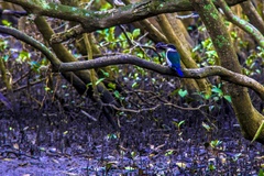 Todiramphus sordidus