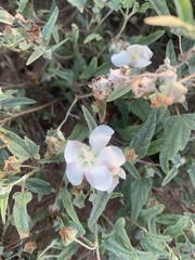 Malvella sagittifolia