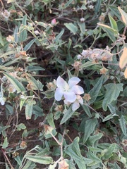 Malvella sagittifolia