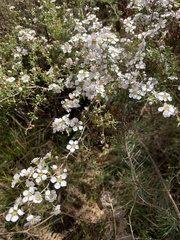Leptospermum