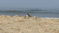 Charadrius mongolus