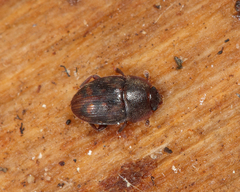 Stelidota octomaculata