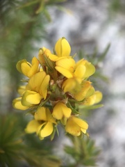 Phyllota phylicoides